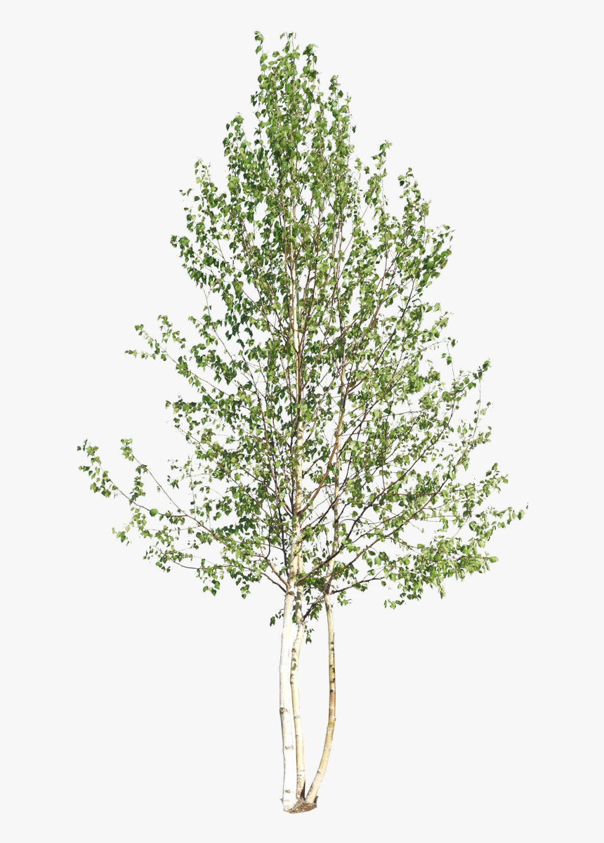 Tree Section Png, Transparent Png, Free Download