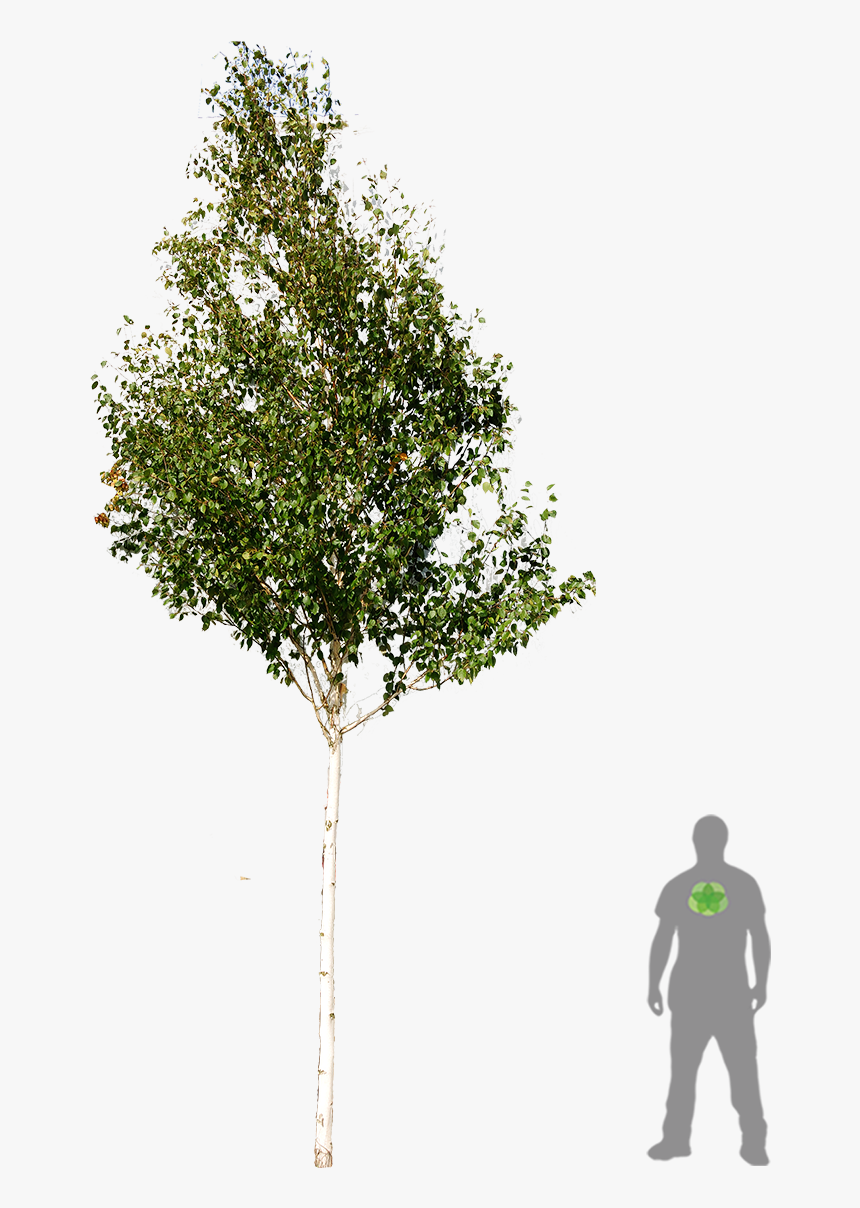 Betula Utilis Doorenbos Png, Transparent Png, Free Download