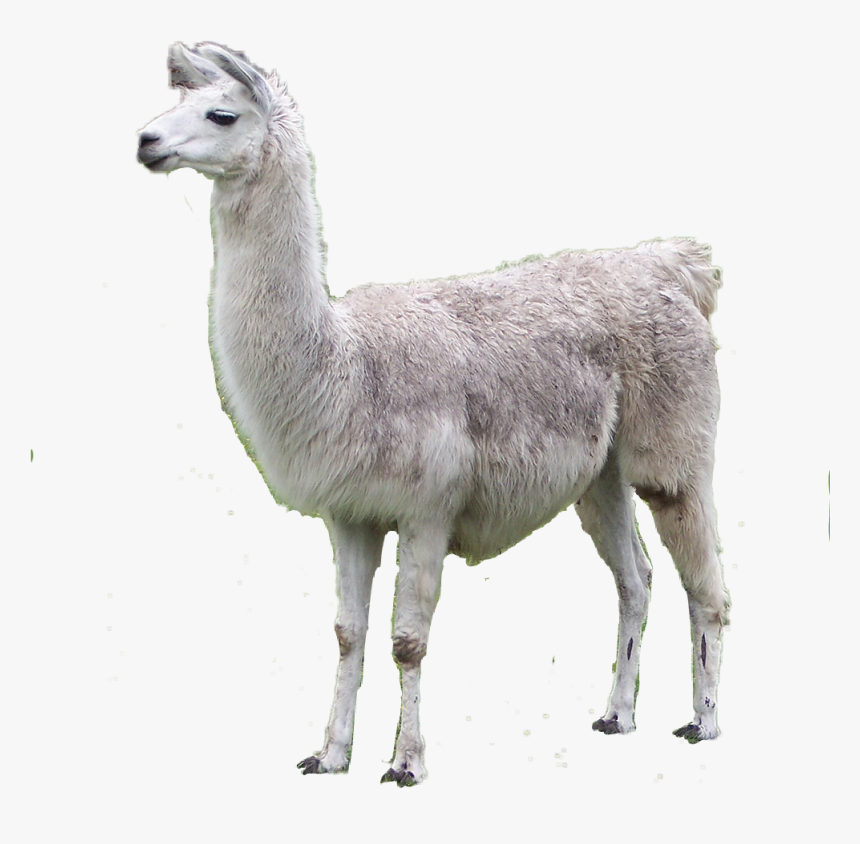 Llama Clipart Guanaco - Free Clipart Llama Transparent, HD Png Download, Free Download