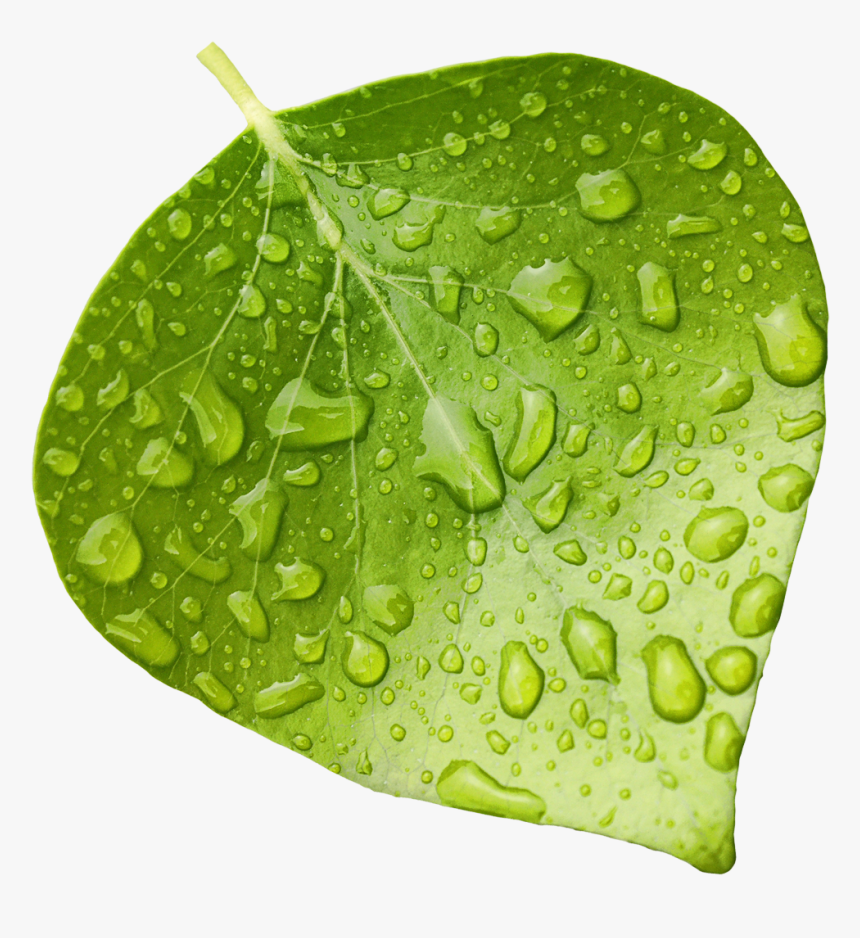 Leaf - Wet Leaf Clipart, HD Png Download, Free Download