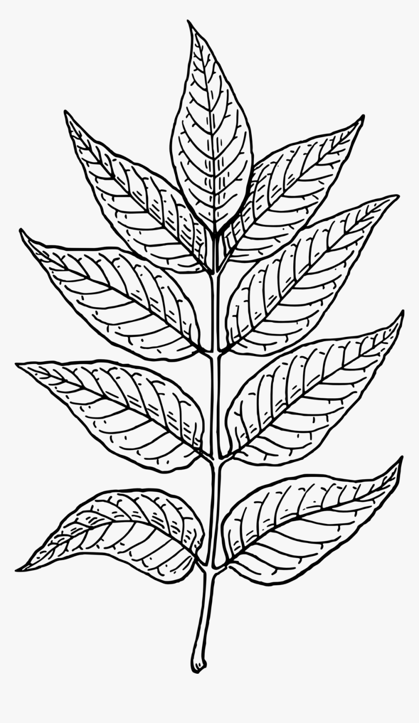 Neem Tree Leaf Drawing, HD Png Download, Free Download