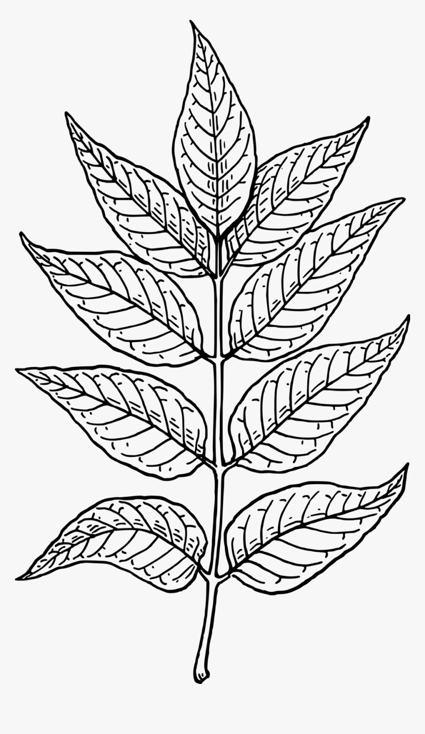 Neem Tree Leaf Drawing, HD Png Download - kindpng