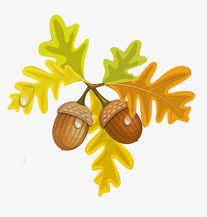 Acorn Leaf Clipart - Leaves And Acorns Clipart, HD Png Download, Free Download