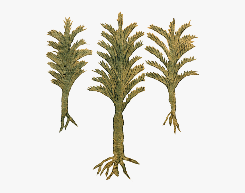 Transparent Tree Section Png - Pond Pine, Png Download, Free Download
