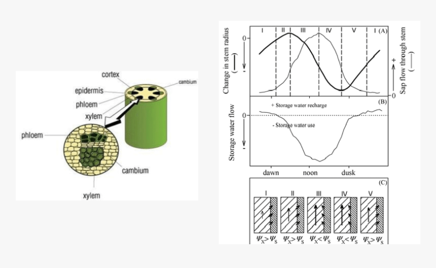 4 Cross Section Of The Tree Trunk 5 Daily Dynamics - Xylem And Phloem, HD Png Download, Free Download