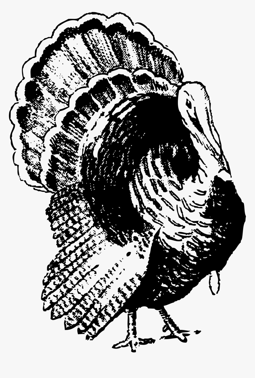 Black And White Turkey Png - Turkey Chicken Black And White, Transparent Png, Free Download