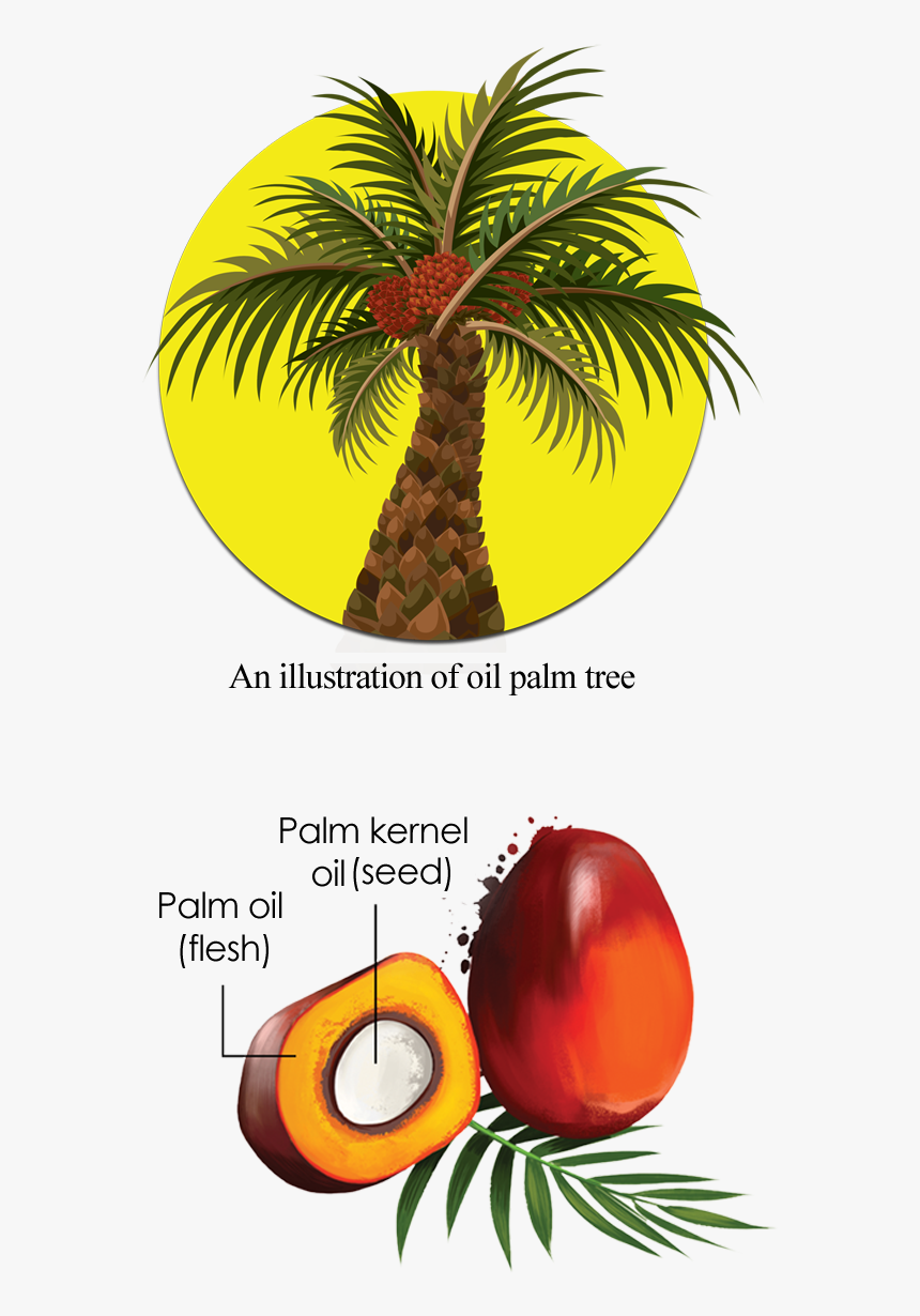 Clipart Tree Cross Section - Png Oil Palm Trees, Transparent Png, Free Download