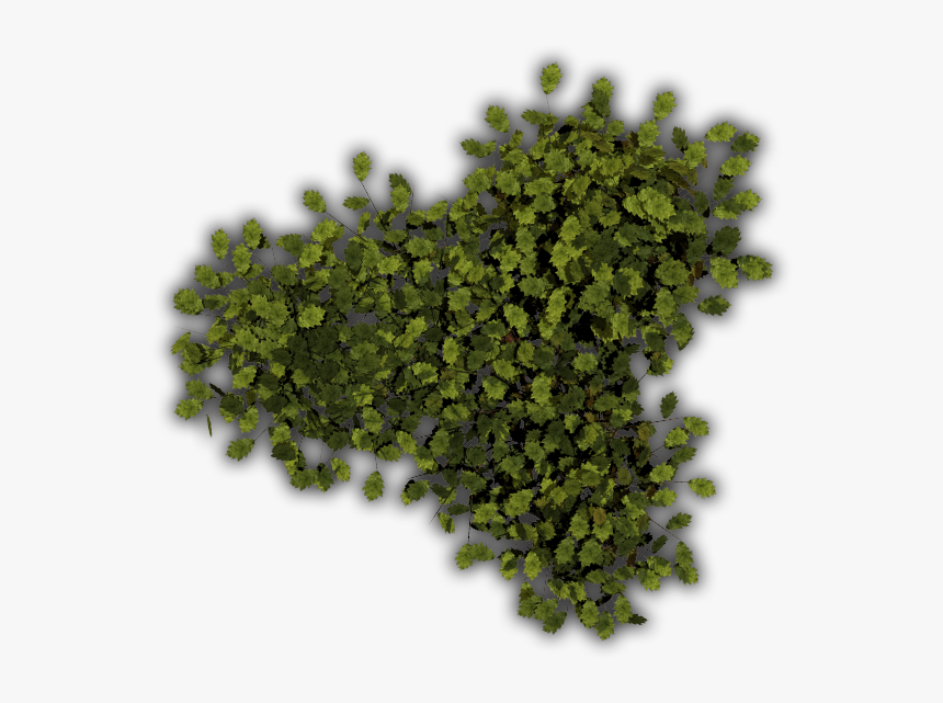 Plants Top View Png, Transparent Png, Free Download