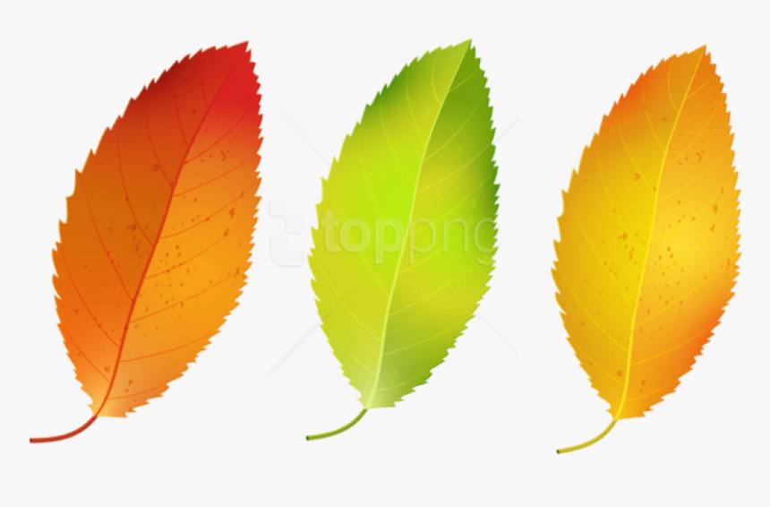 Leaf - Birch Tree Leaf Png, Transparent Png, Free Download