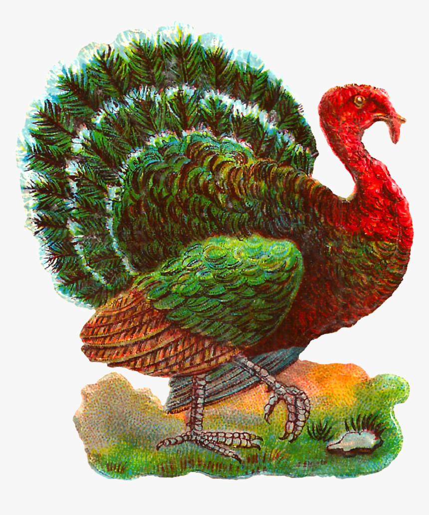 Turkey Bird Png Photo - Antique Turkey Illustration, Transparent Png, Free Download