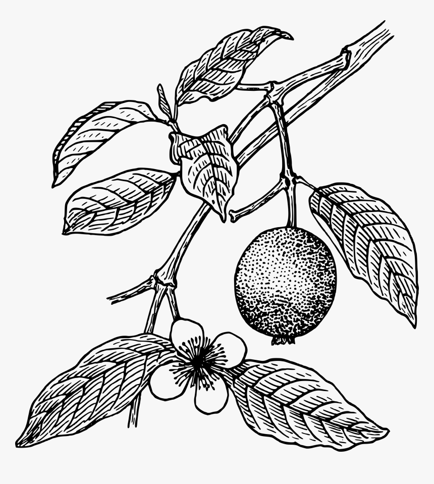 Guava Plant Clipart Black And White, HD Png Download, Free Download