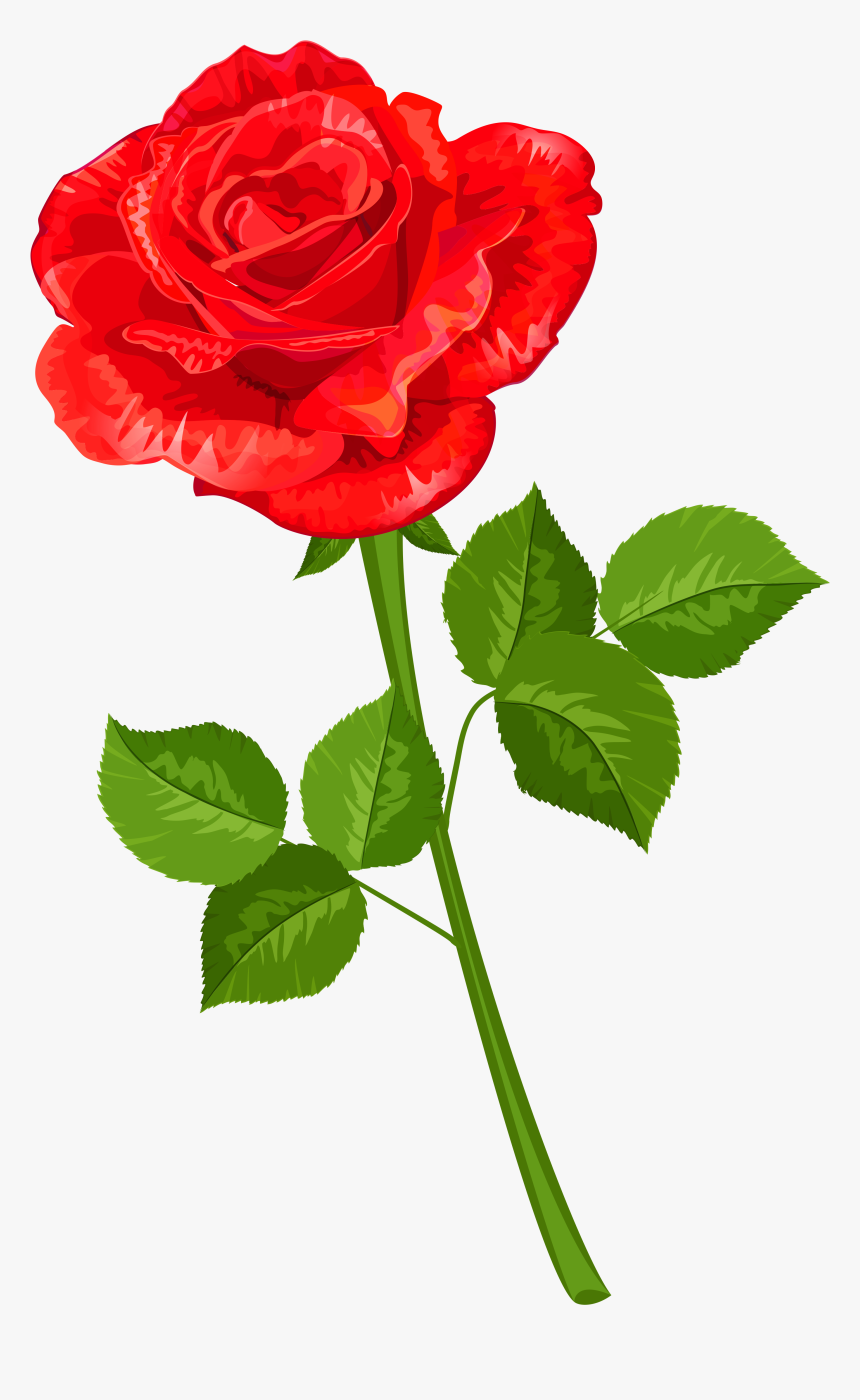 Transparent Roses Clipart, HD Png Download, Free Download
