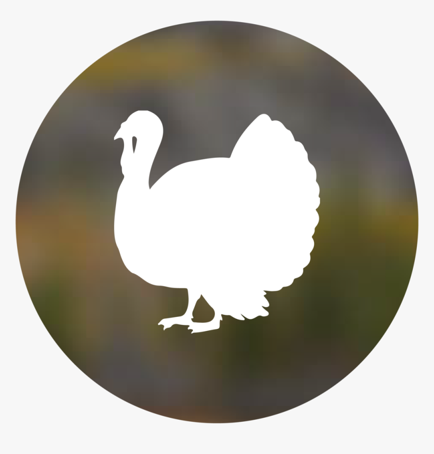 Turkey - Duck, HD Png Download, Free Download