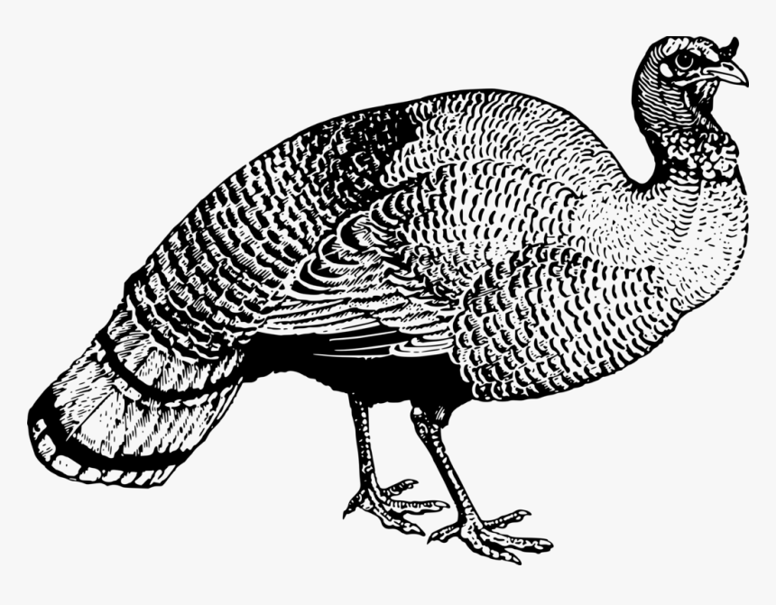 Bird Drawing Turkey - Wild Turkey In Black And White Clipart, HD Png Download, Free Download