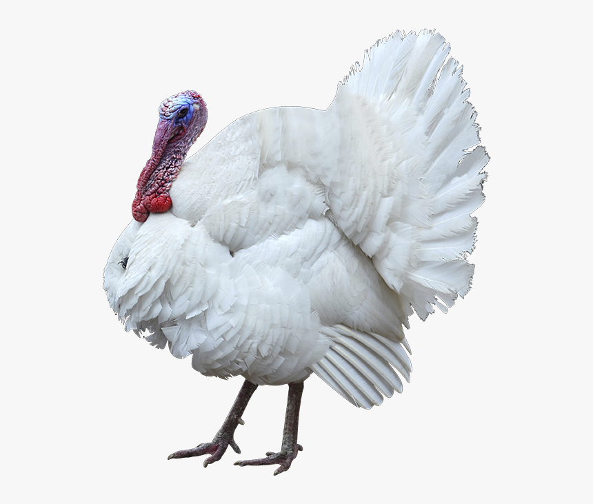 Turkey White Outlined Rgb - Turkey, HD Png Download, Free Download