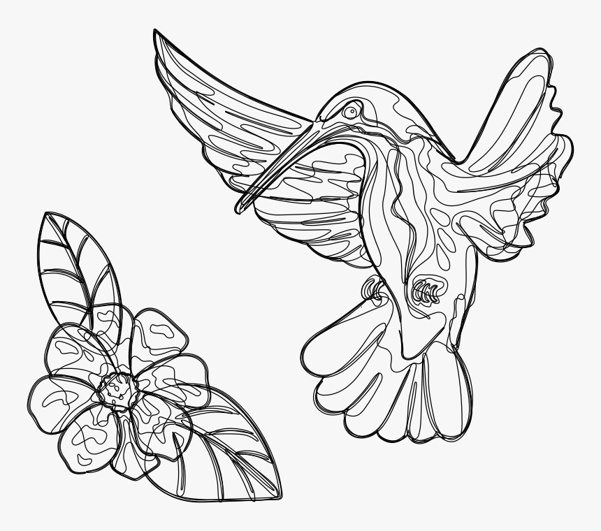 Transparent Hummingbirds And Flowers Clipart - Sketch, HD Png Download, Free Download