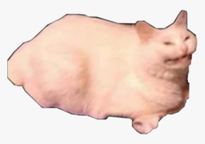 ##disgust - Domestic Pig, HD Png Download, Free Download