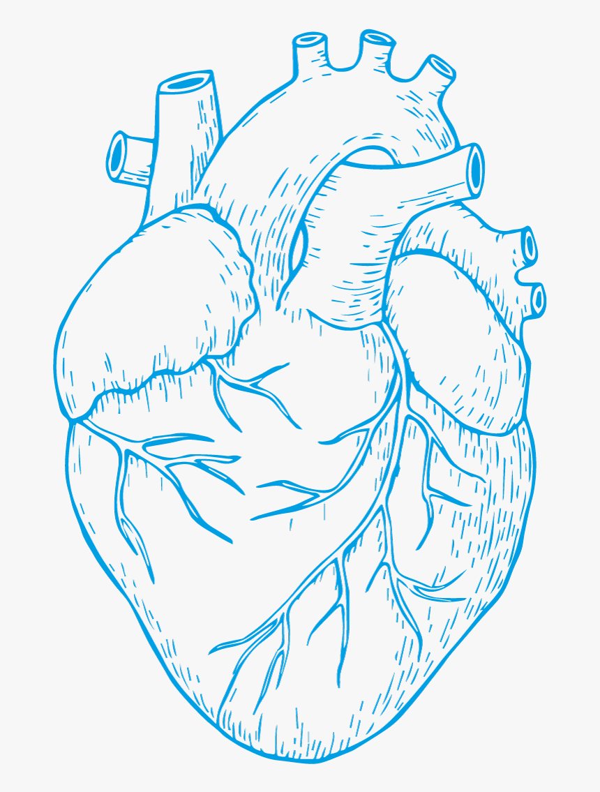 Web-heart - Detailed Heart Drawing, HD Png Download, Free Download