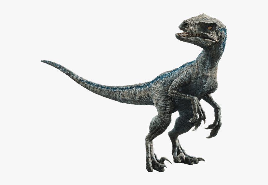 Jurassic Park Wiki Velociraptor Blue Hd Png Download Kindpng 