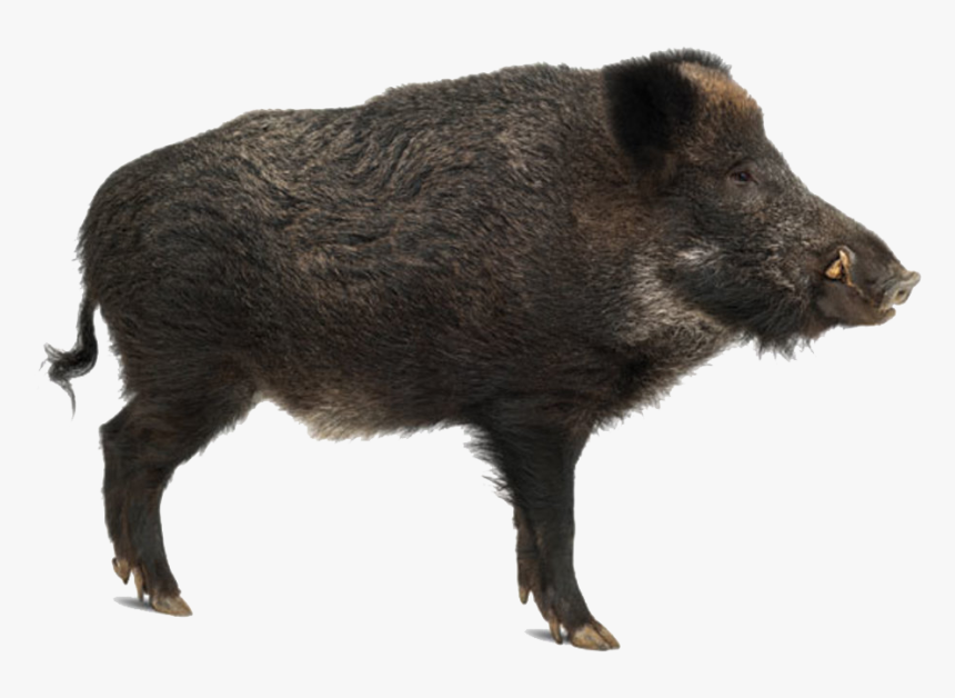 Wild Boar Png Free Download - Jabali En Ingles, Transparent Png, Free Download