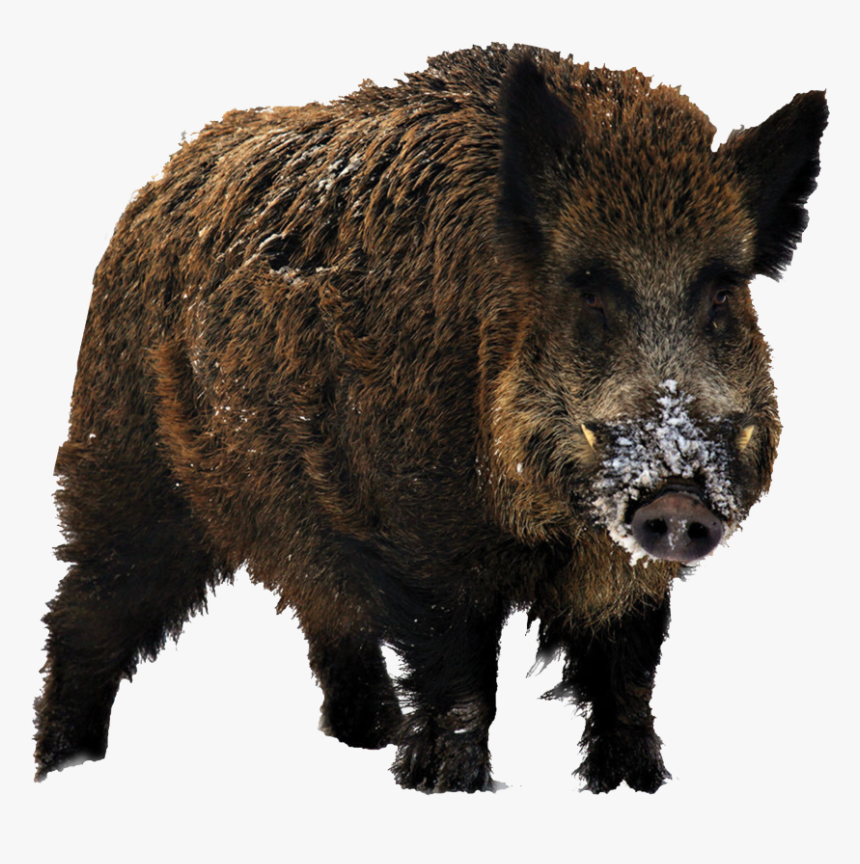 Wild Boar Free Png - Wild Boar Png, Transparent Png, Free Download