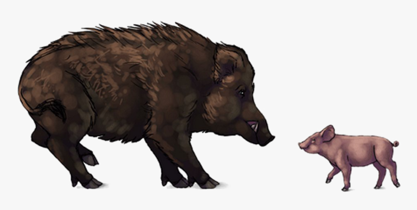 Boar Png Download Image - Domestic Pig, Transparent Png, Free Download