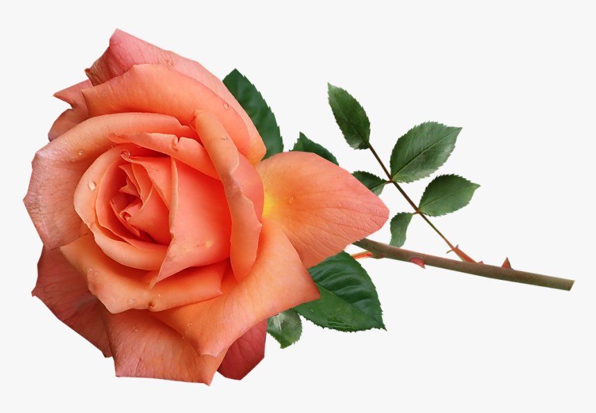 Rose, Orange, Perfume, Flower, Stem, Garden, Nature - Orange Rose Flower Png, Transparent Png, Free Download