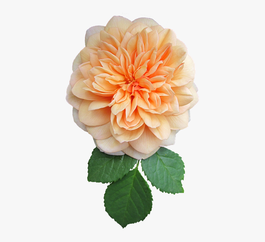 Orange, Flower, Rose, Cut Out - Dahlia, HD Png Download, Free Download