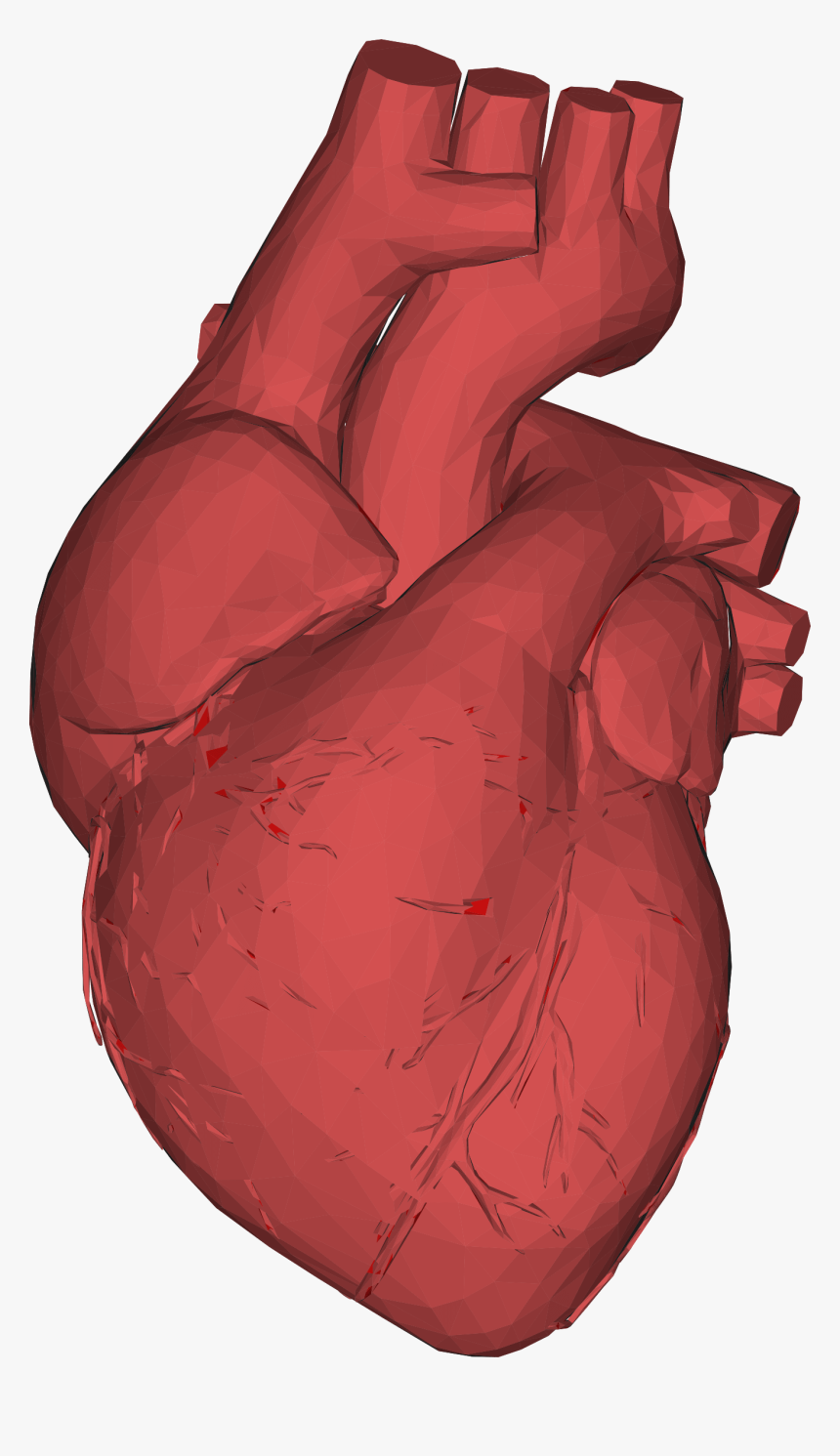3d Computer Graphics Low Poly Heart Anatomy Thumb - Heart Organ 3d Png, Transparent Png, Free Download