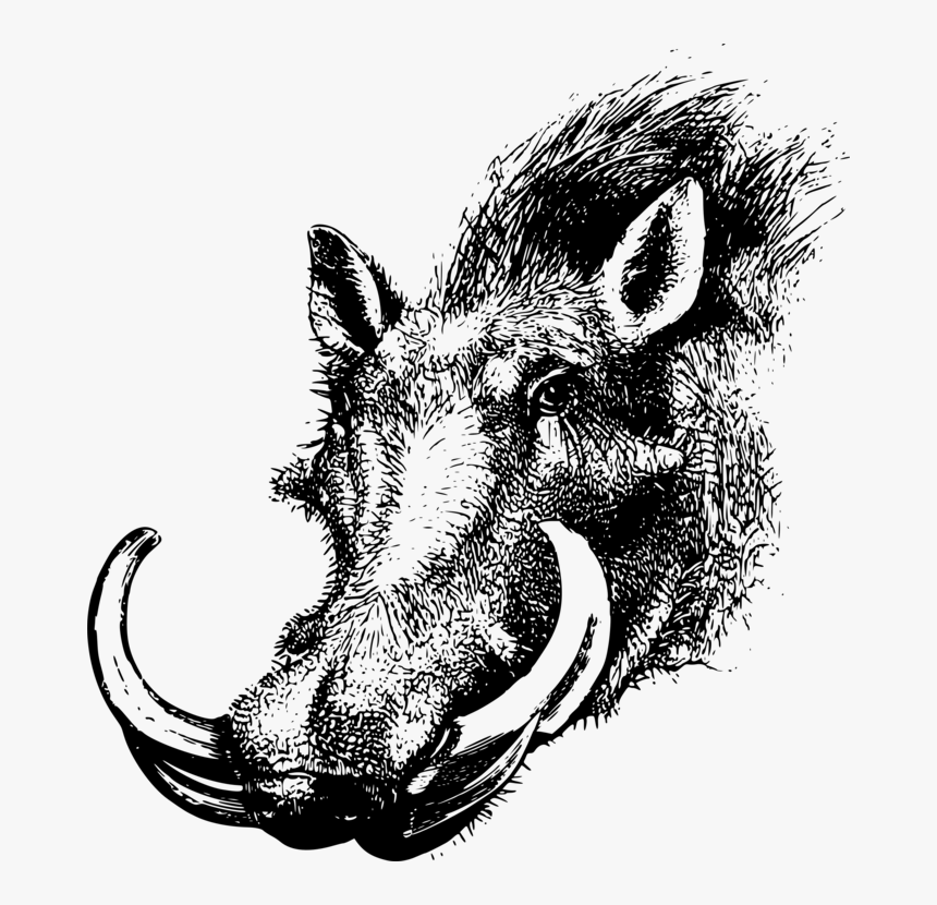 Wild Boar,head,warthog - Drawing Of Warthog Head, HD Png Download, Free Download