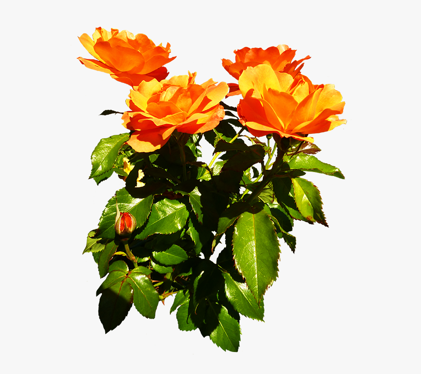 Bunch Of Orange Roses Blooming - Orange And Yellow Rose Flowers, HD Png Download, Free Download