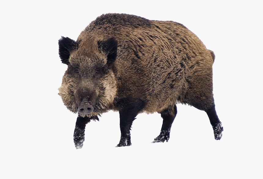 Wild Boar Png, Transparent Png, Free Download