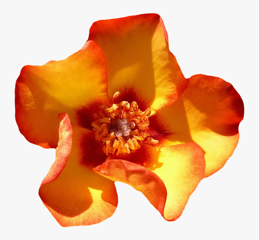 Rose Orange Blossom Bloom Flower Orange Roses - Blooming Orange Flower Png, Transparent Png, Free Download