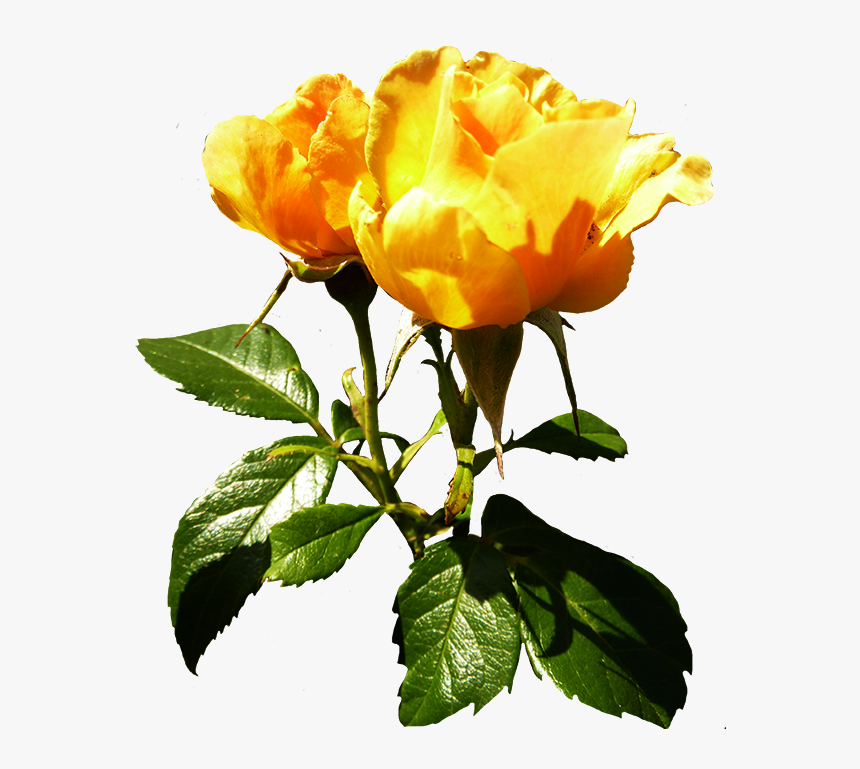 Orange Rose Clipart With Stalk And Leaves - Stalk And Leaf Png, Transparent Png, Free Download