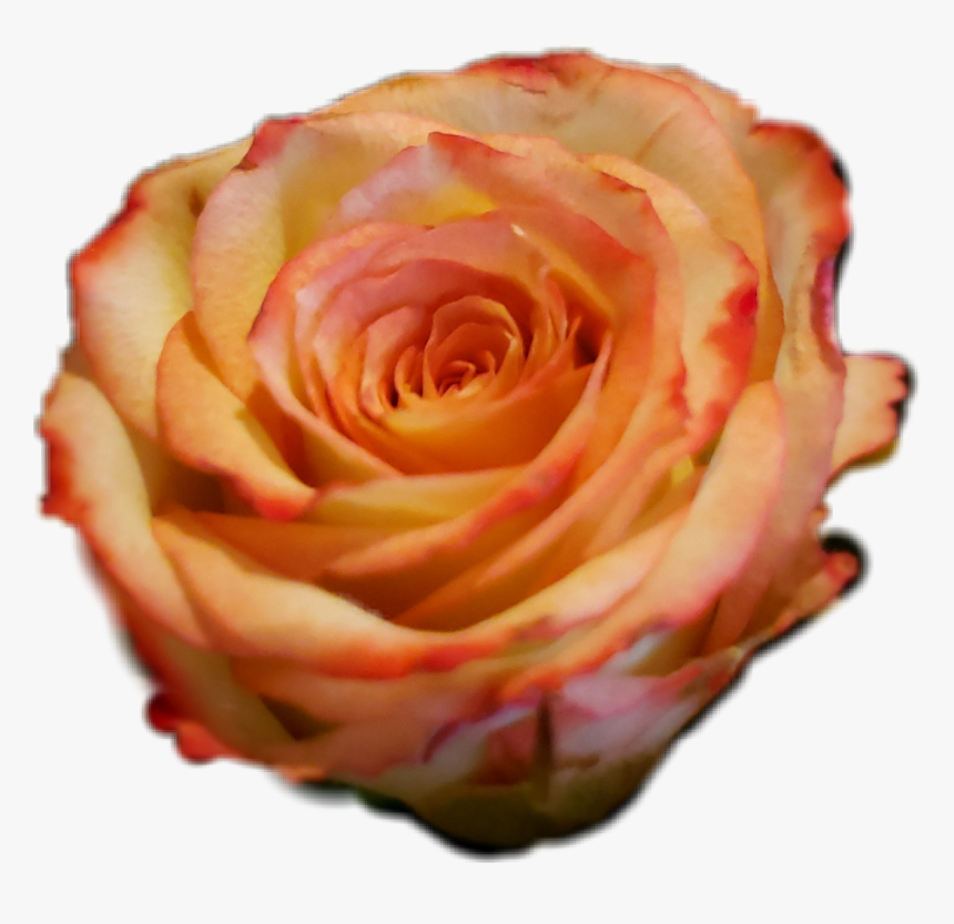 #orangerose #orange #roses #rose #orangeflower #bouquet - Garden Roses, HD Png Download, Free Download