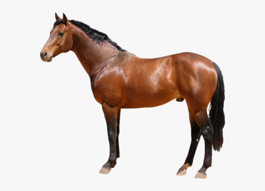 Horse Png Free Image Download - Horse Png, Transparent Png, Free Download