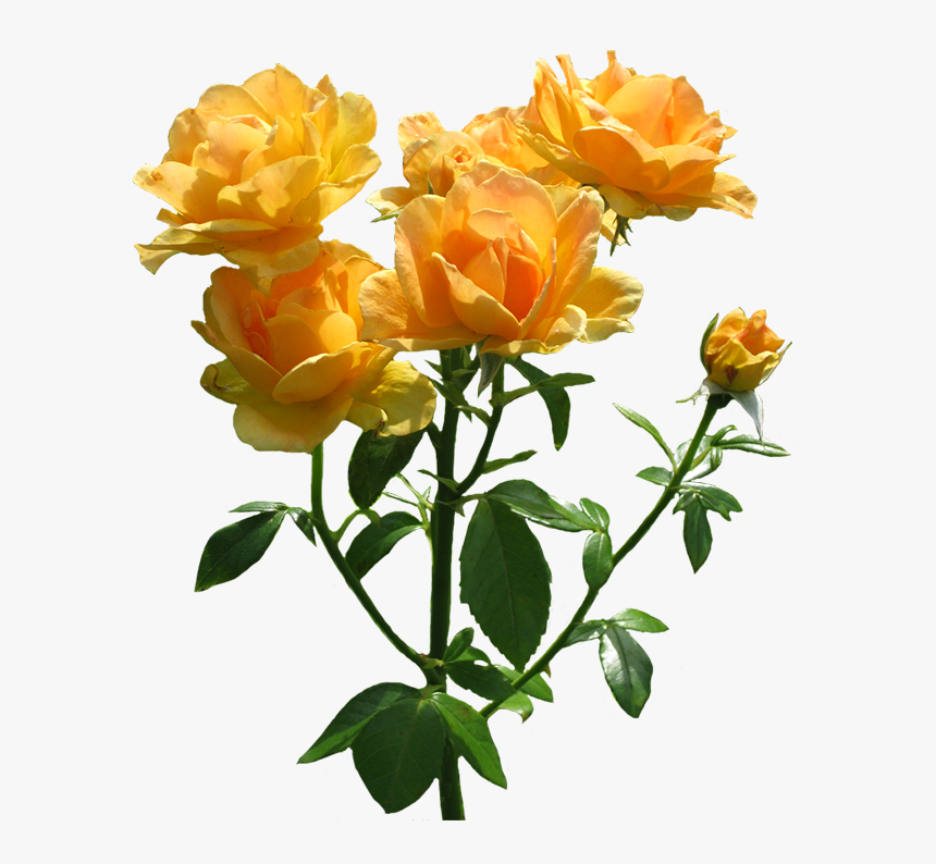 Zonta Rosa Lots Of Blooming Orange Roses - Orange Roses Transparent Background, HD Png Download, Free Download