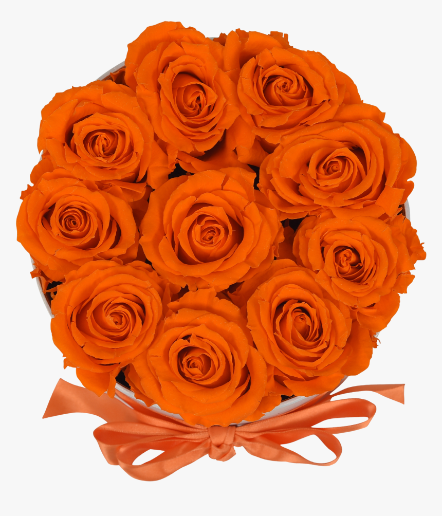 Orb Original Orange Roses"
 Class="lazyload Lazyload - Garden Roses, HD Png Download, Free Download