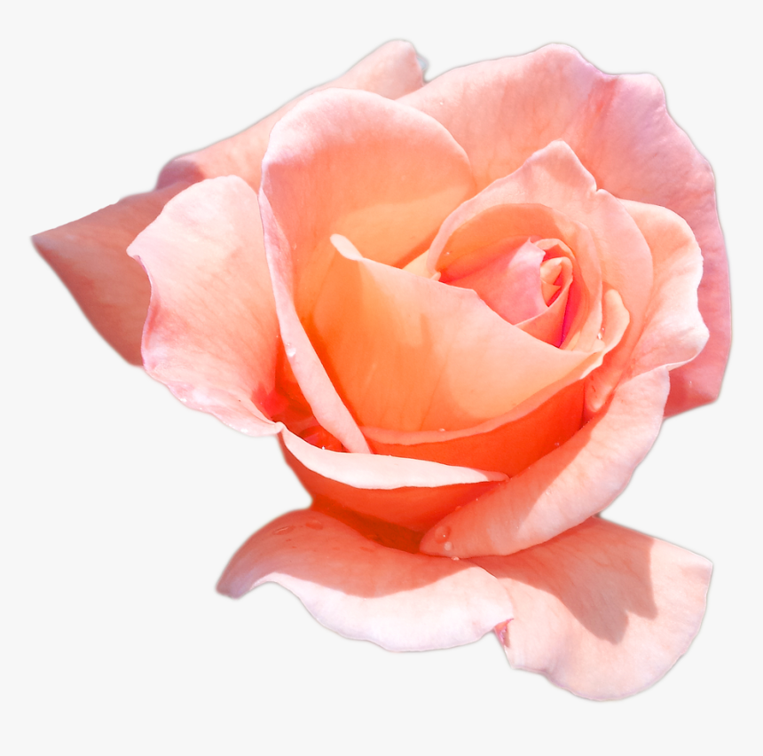 Peach Roses Png - Peach Rose Flower Png, Transparent Png, Free Download