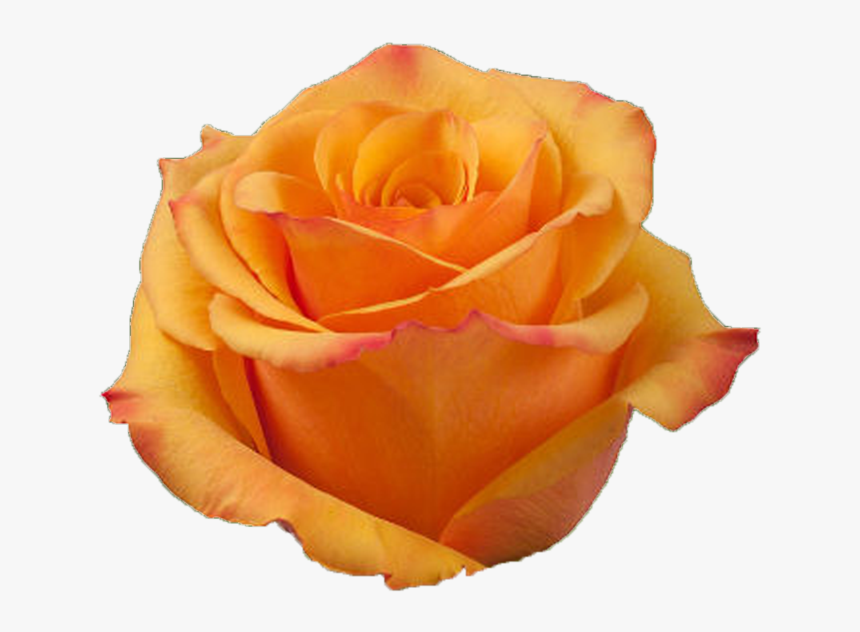 Orange Rose, HD Png Download, Free Download