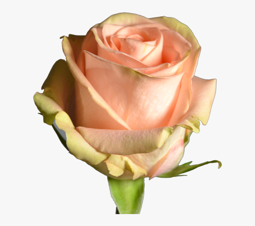 Light Orange Rose Png, Transparent Png, Free Download