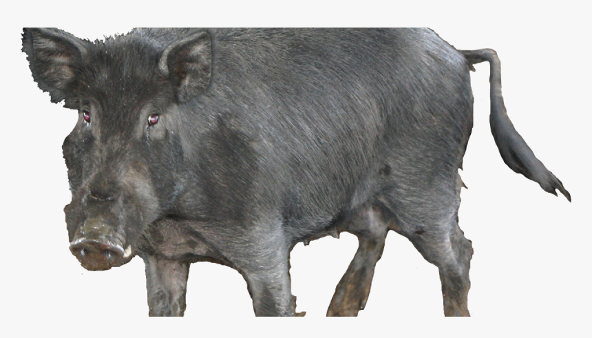 Feral Pig Transparent, HD Png Download, Free Download