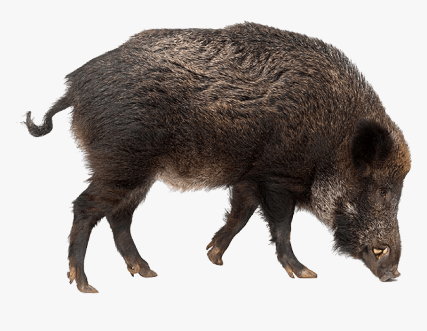 Transparent Boar Png - Wild Boar Transparent Background, Png Download, Free Download