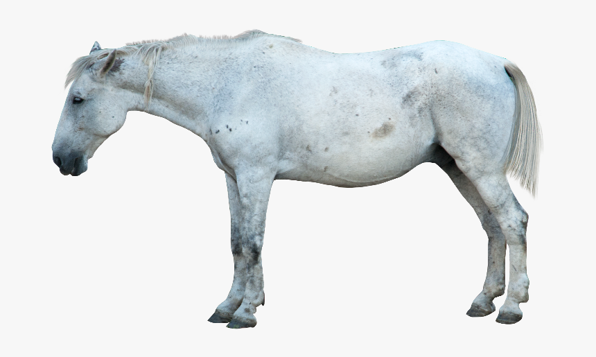 Transparent Horse Png - Mustang Horse, Png Download, Free Download