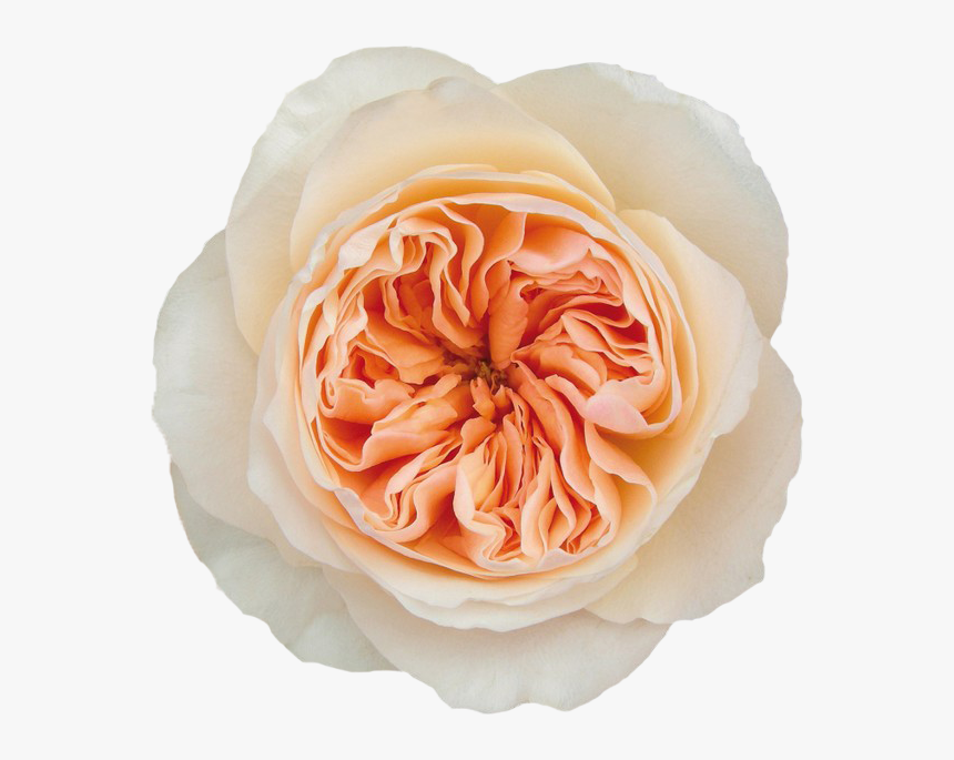 David Austin Juliette Rose, HD Png Download, Free Download