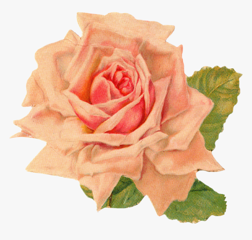 Vintage Orange Rose Png, Transparent Png, Free Download