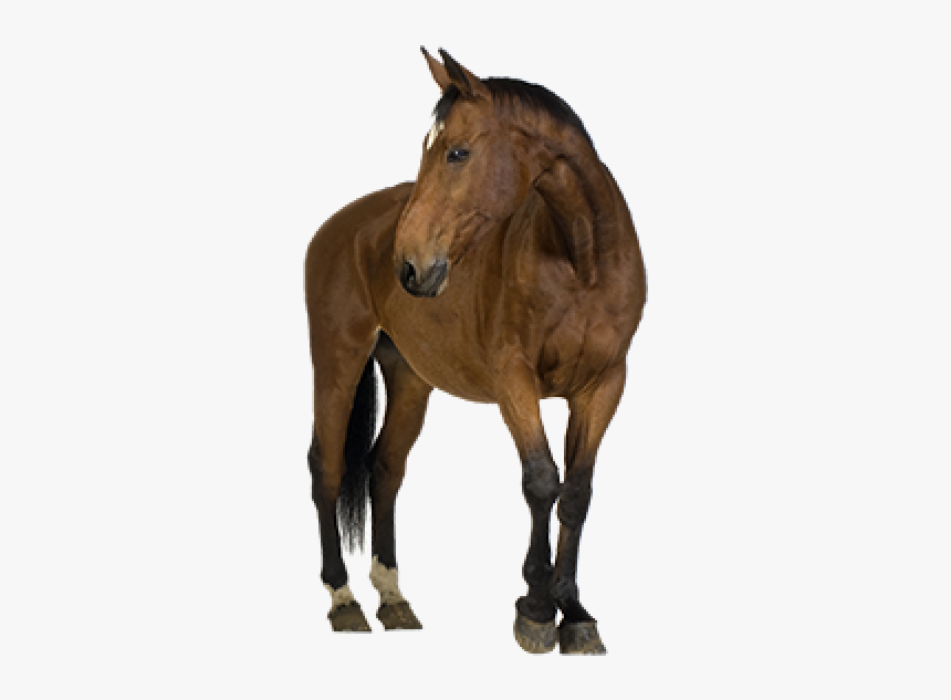 Horse Png Free Image Download - Horse Eating No Background, Transparent Png, Free Download