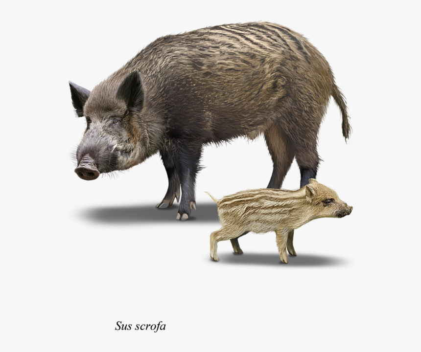 Sus Scrofa Draw, HD Png Download, Free Download