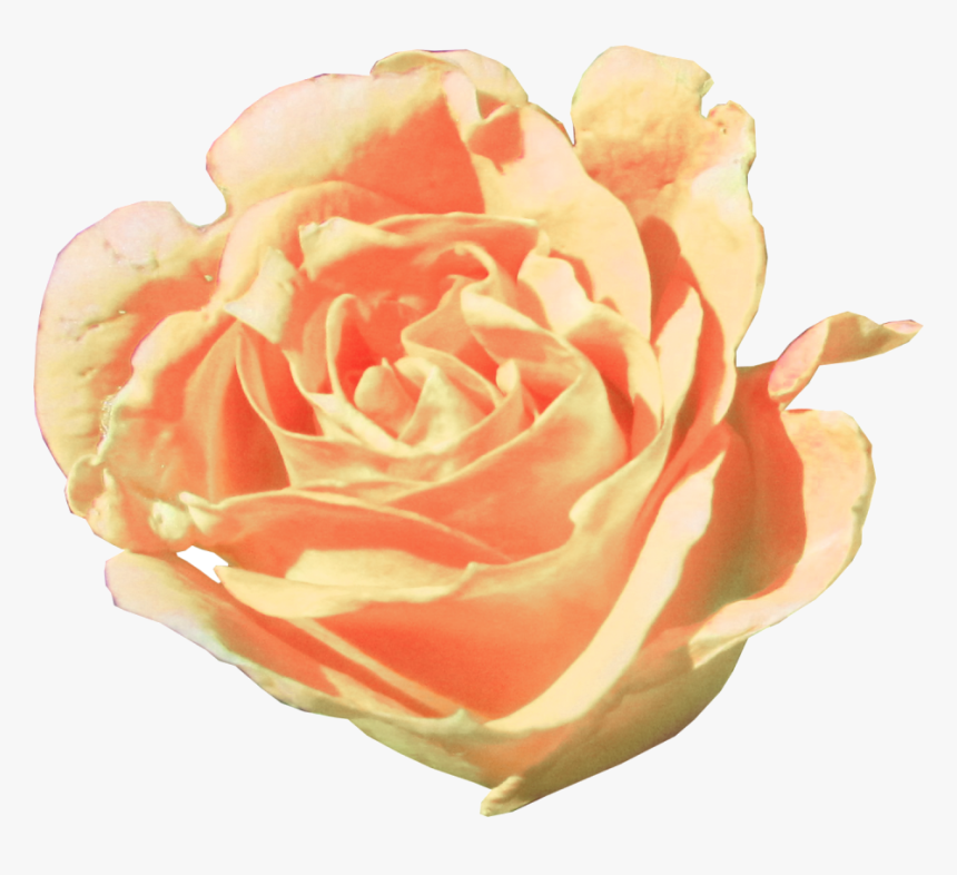 Floribunda, HD Png Download, Free Download