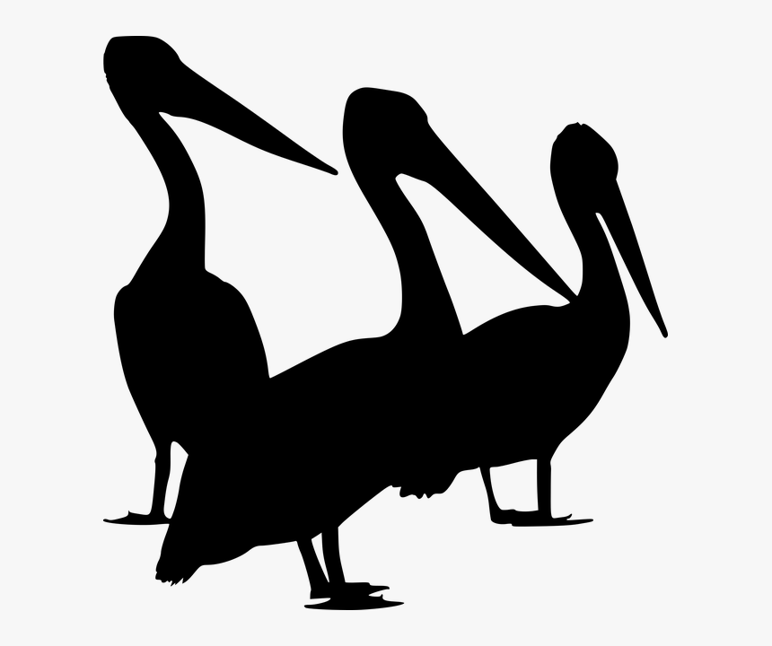 Silhouette, Pelican, Water Bird, Australian Pelican - Pelican Bird Png, Transparent Png, Free Download